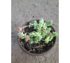 Седум грунтопокривний кімнатний Мелоні (Sedum dashifillum melony)  